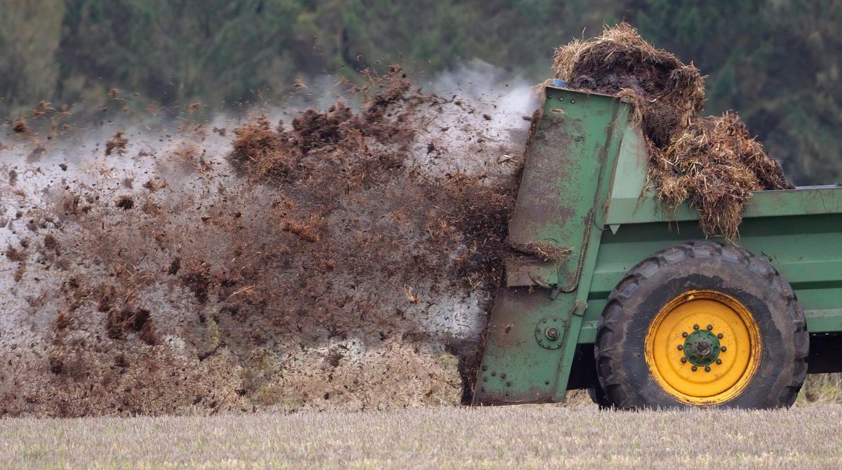 Perbedaan Pupuk Kandang Sapi, Kambing, Dan Ayam, Mana Yang Terbaik?